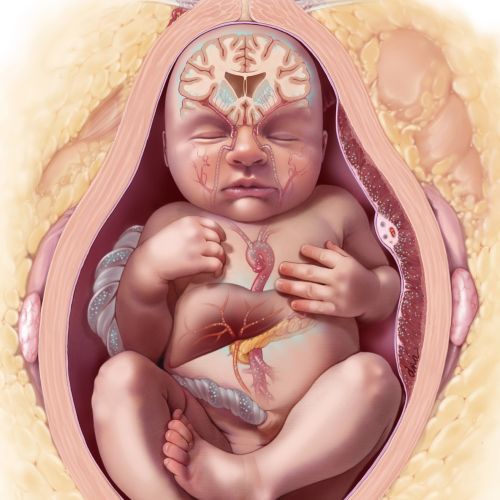 Fetal Neurological Development with Maternal Obesity
