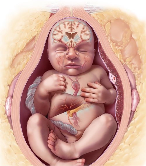 胎儿肥胖与胎儿神经系统发育