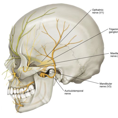 Image of major branches of the Facial Nerve