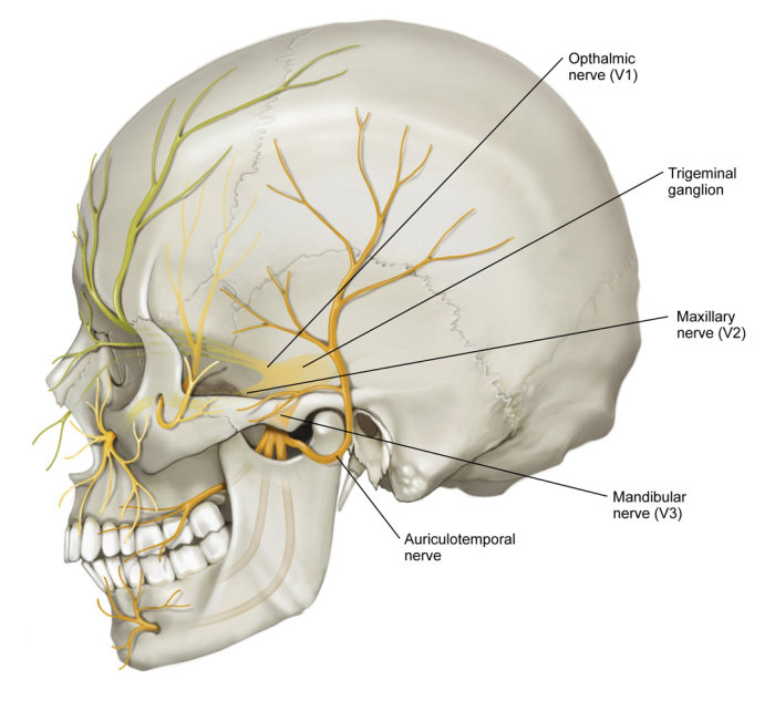顔面神経の主要な枝のイメージ