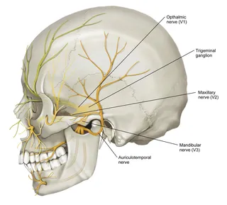 Image of major branches of the Facial Nerve