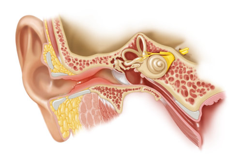 Information of ear canal showing Swimmer's Ear