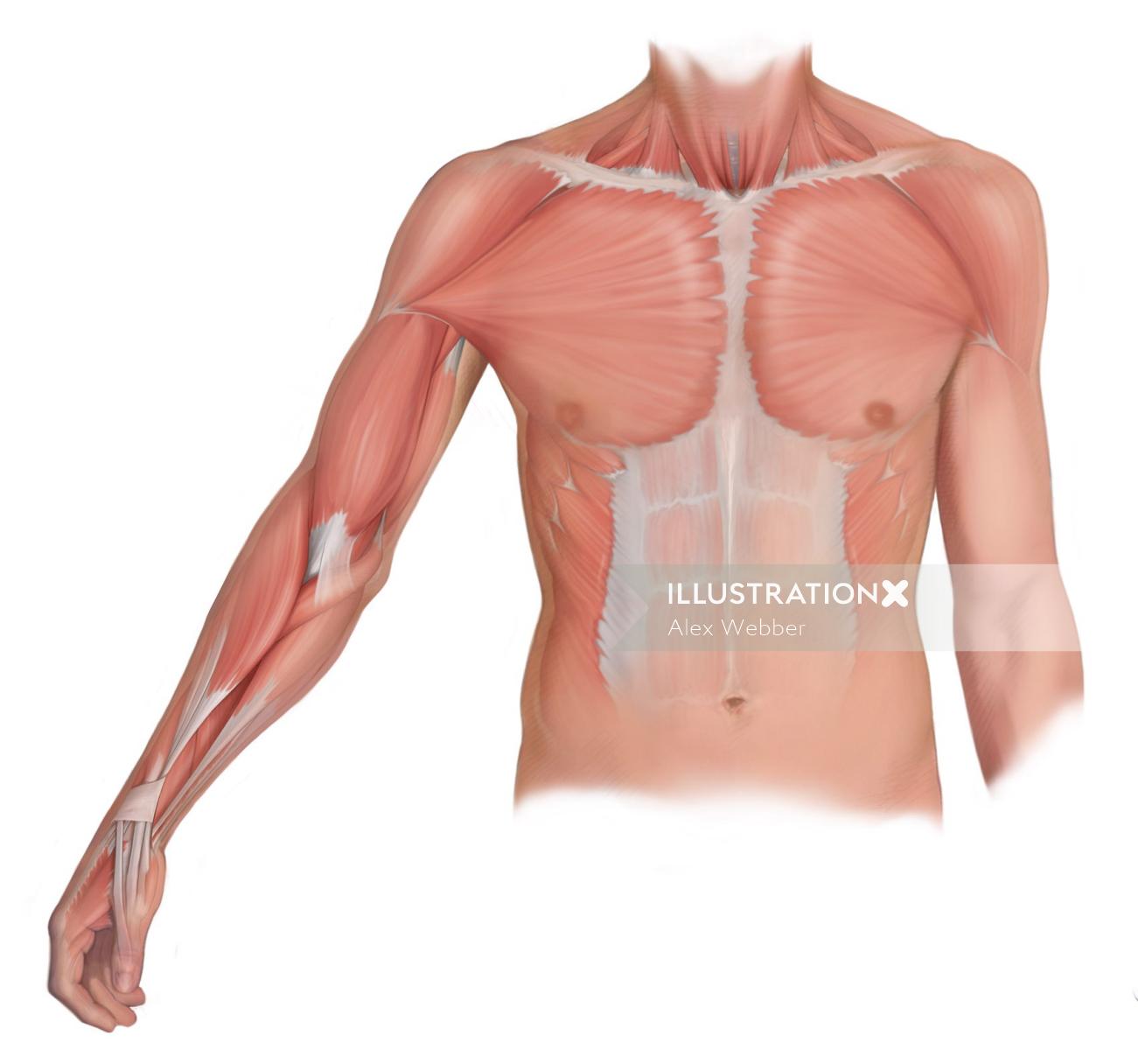 Arte fotorrealista dos músculos anteriores do peito e do braço