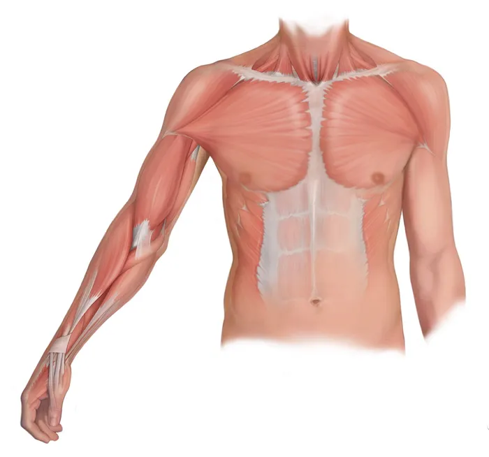 Photorealistic art of anterior chest and arm muscles