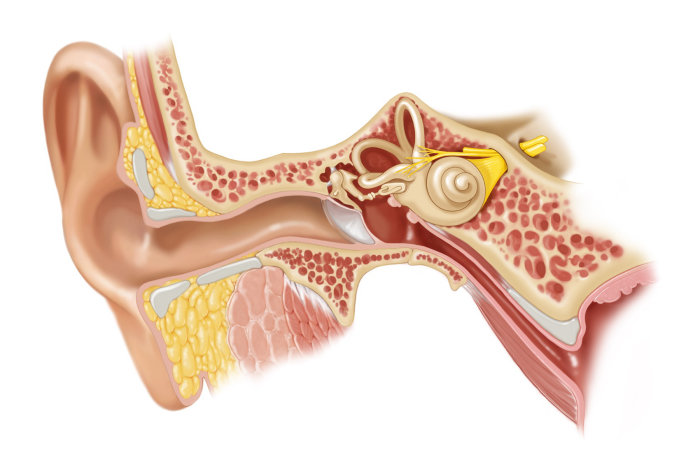 外中耳と内耳の解剖学