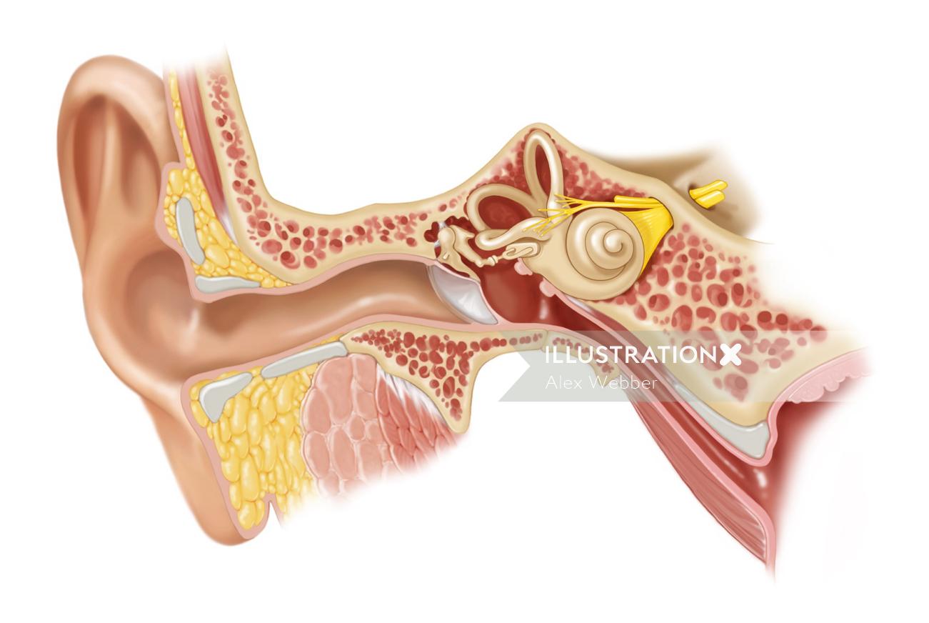 Anatomia do ouvido médio externo e interno