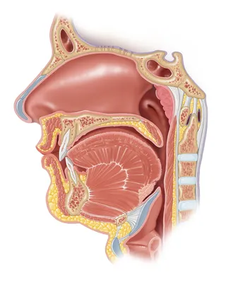 Anatomy design of Nasopharynx