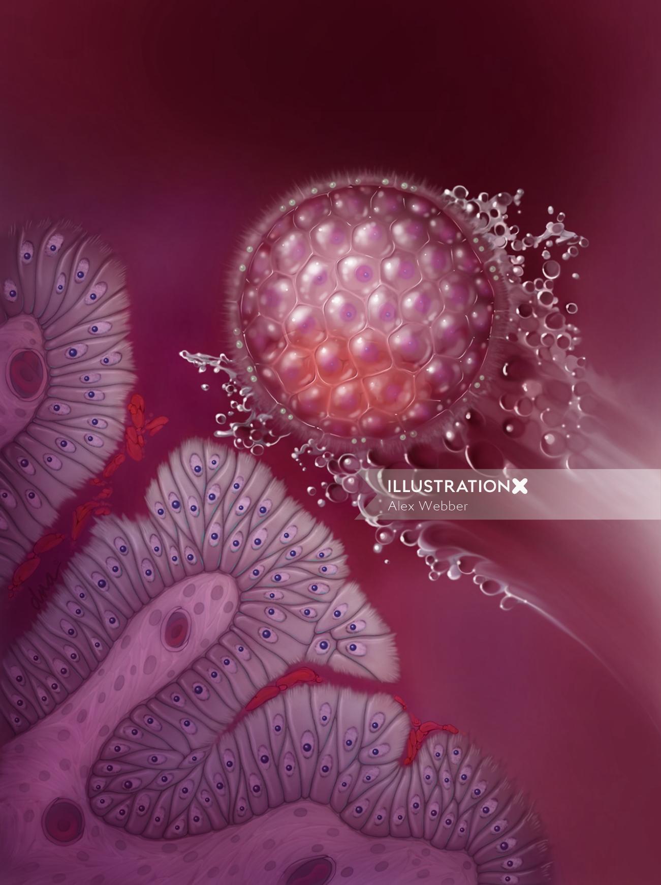 Ilustração médica de transferência de blastocisto de fertilização in vitro