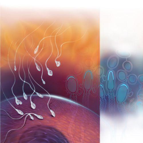Medical illustration of Spermatogenesis 