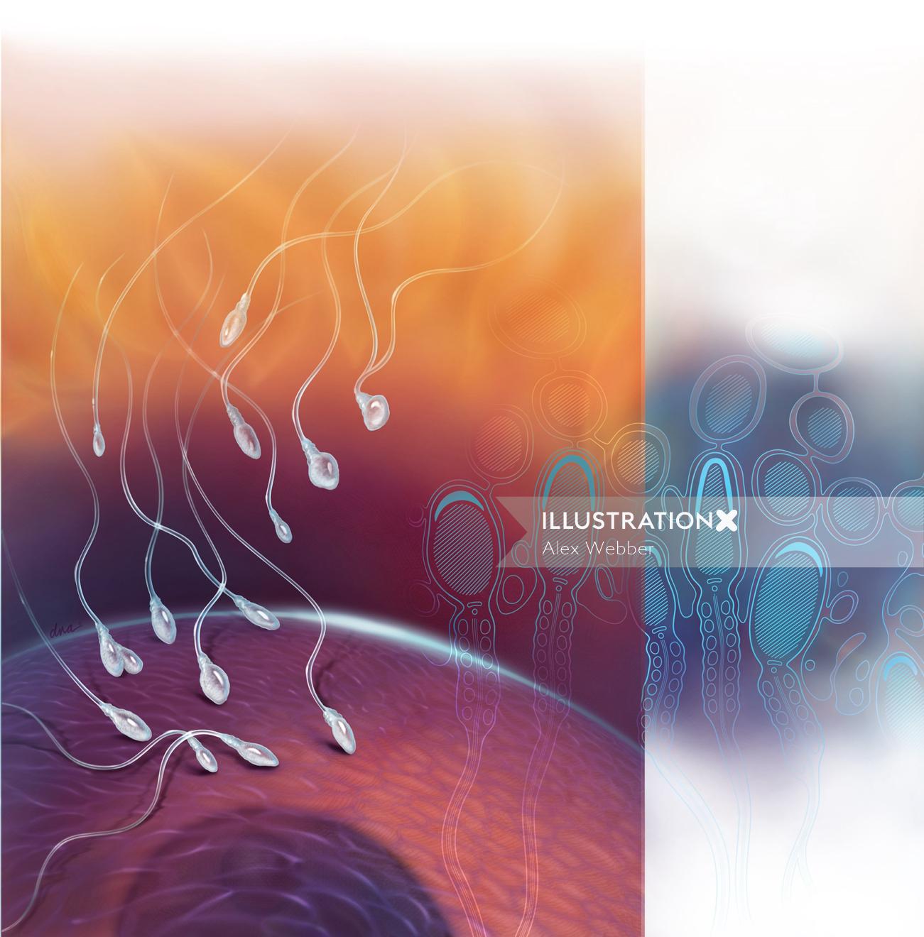 Illustration médicale de la spermatogenèse