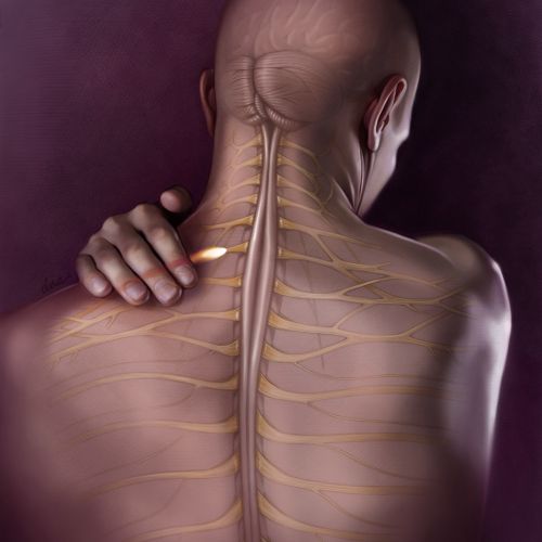 Spinal cord and nerves pain illustration