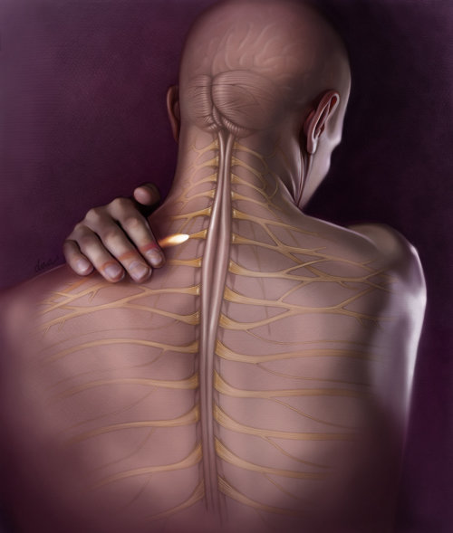 Spinal cord and nerves pain illustration