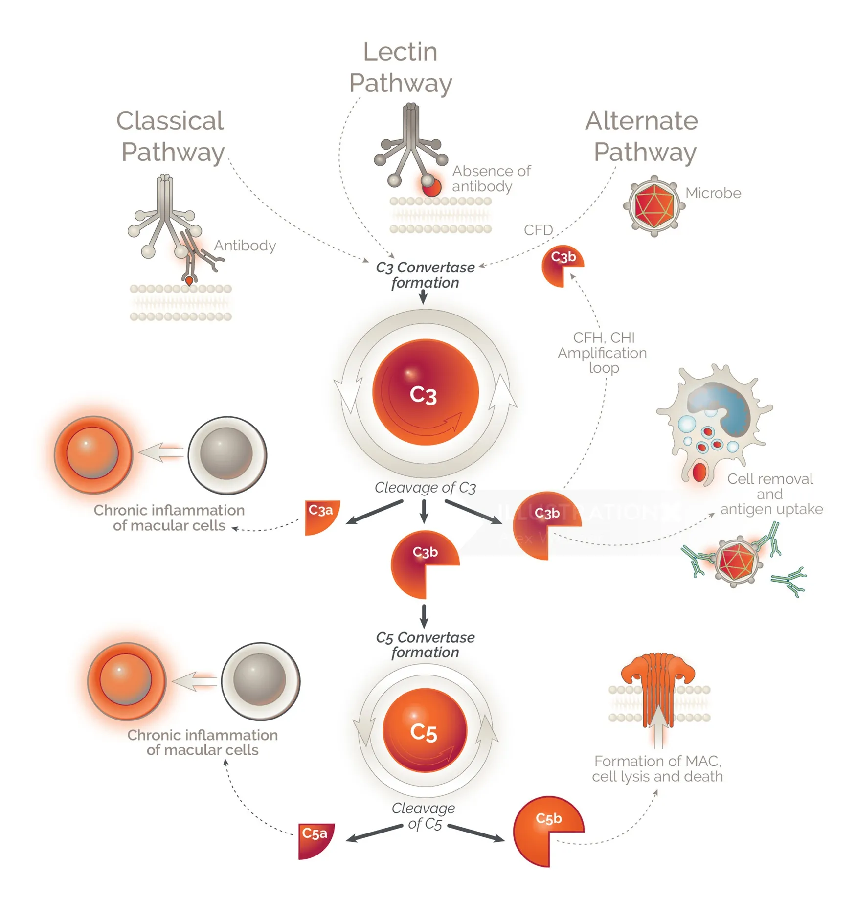 Diagram about Drug metabolism