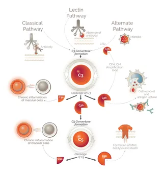 Diagram about Drug metabolism