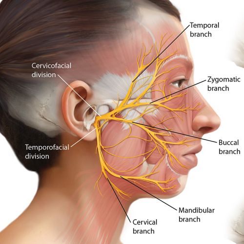 Facial Nerve illustration