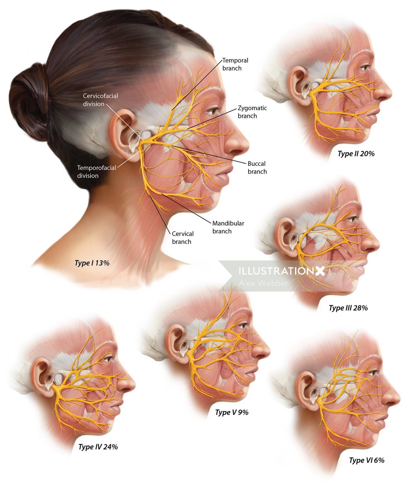 顔面神経の図