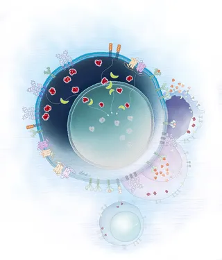 Medical illustration about mechanism of action of Duvelisib