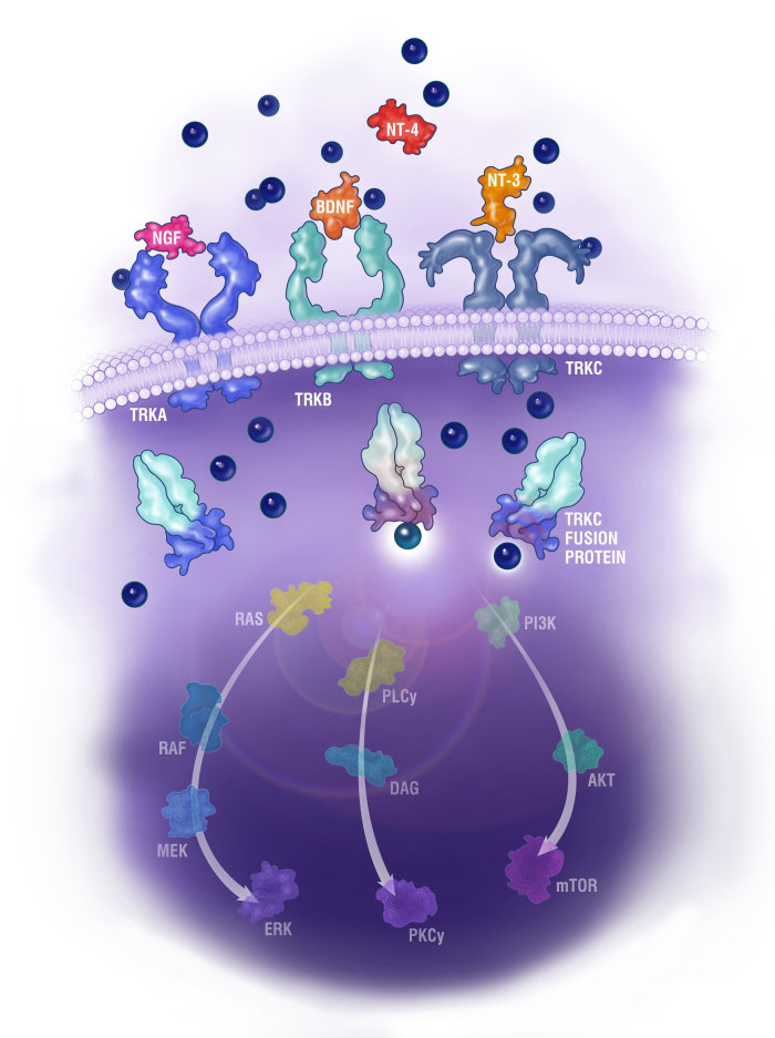 アレックス ウェバーによる TRKC 融合タンパク質の作用機序を示す図