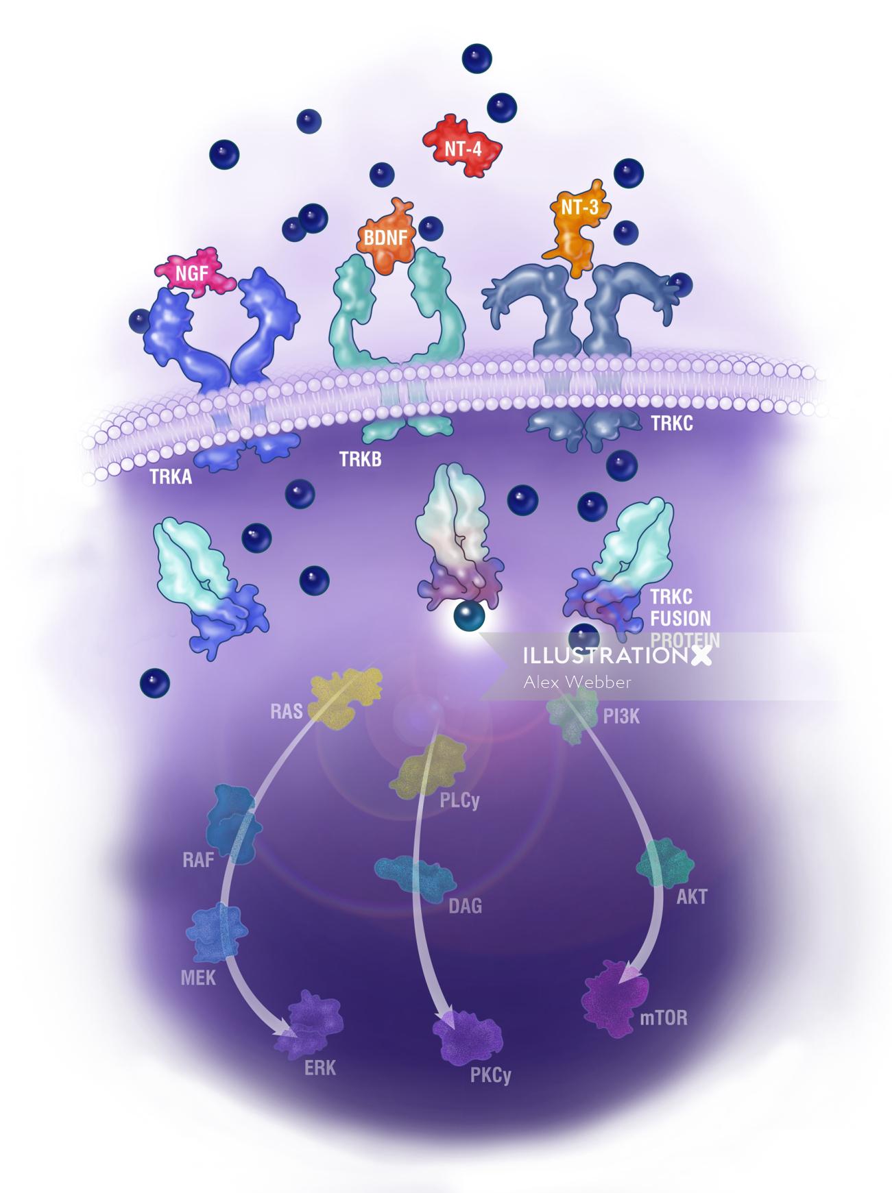 Mecanismo de ação mostra a ilustração da proteína de fusão TRKC por Alex Webber