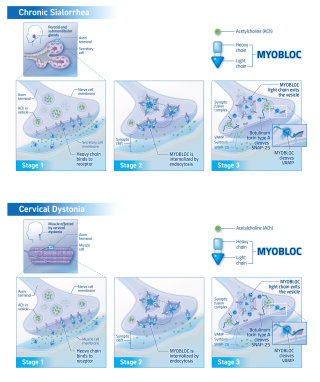 Ilustração do mecanismo de ação do medicamento Myobloc