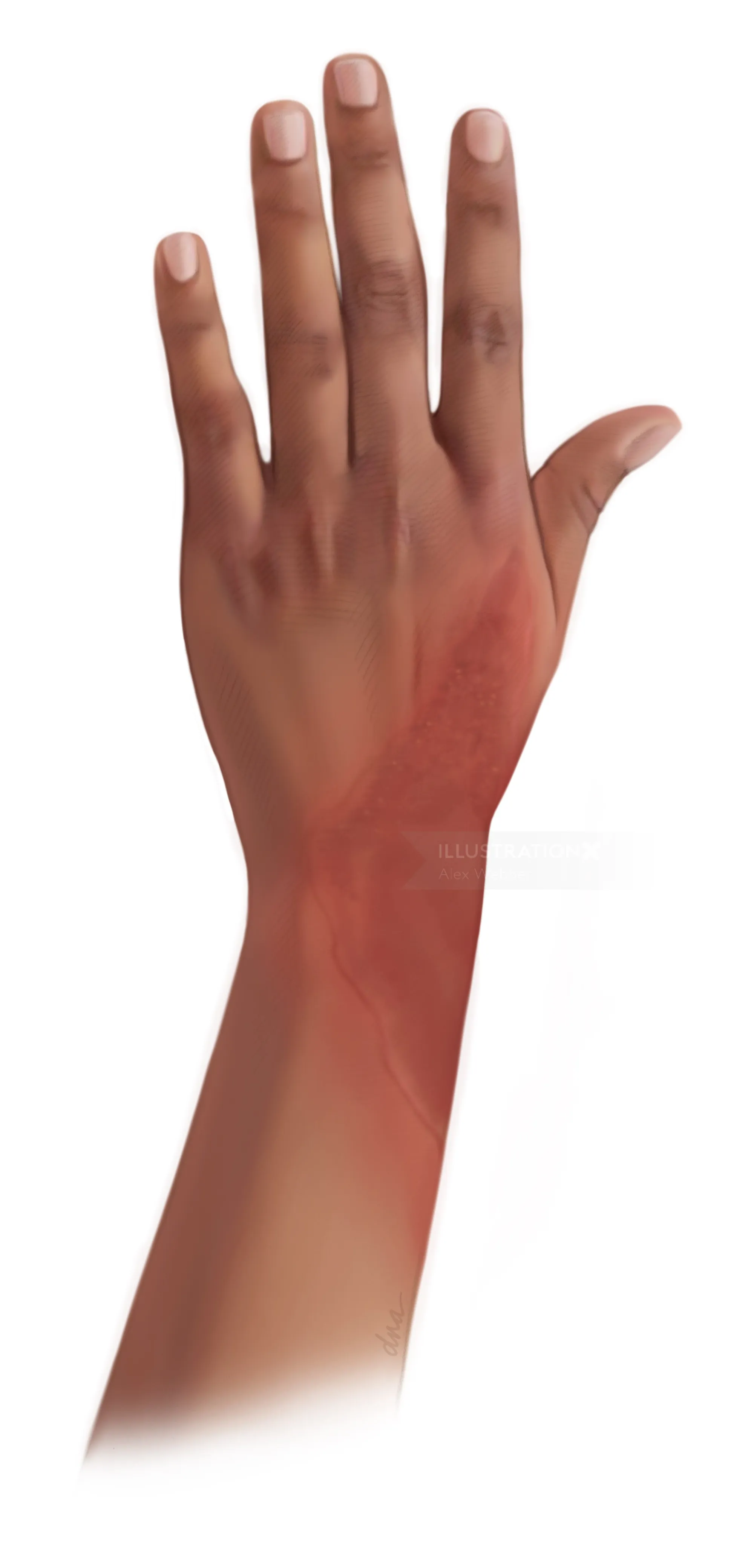 Illustration of a human left hand with natural skin tones by Alex Webber