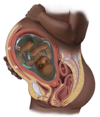 Ilustração médica de mulher grávida