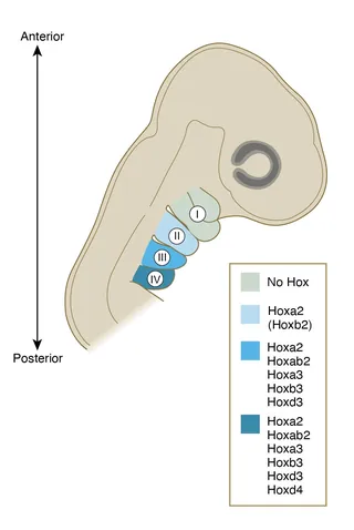 Diagram of Hoxa gene cluster expression in embryonic section by Alex Webber