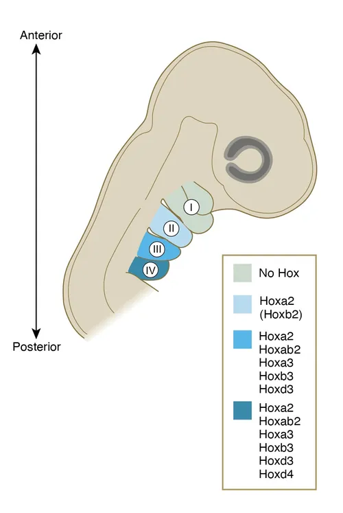 Diagram of Hoxa gene cluster expression in embryonic section by Alex Webber