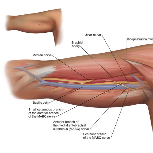 Anatomy illustration of biceps