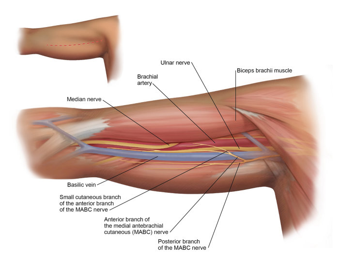 Anatomy illustration of biceps