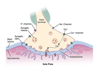 Neuromuscular junction showing axon terminal, synaptic vesicles, and muscle membrane by Alex Webber