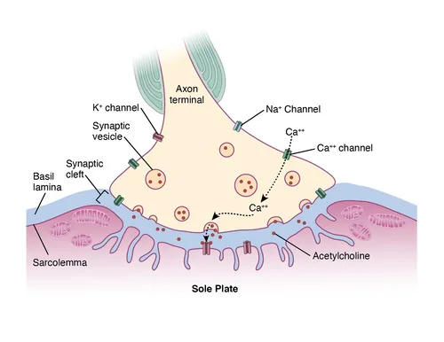Neuromuscular junction showing axon terminal, synaptic vesicles, and muscle membrane by Alex Webber