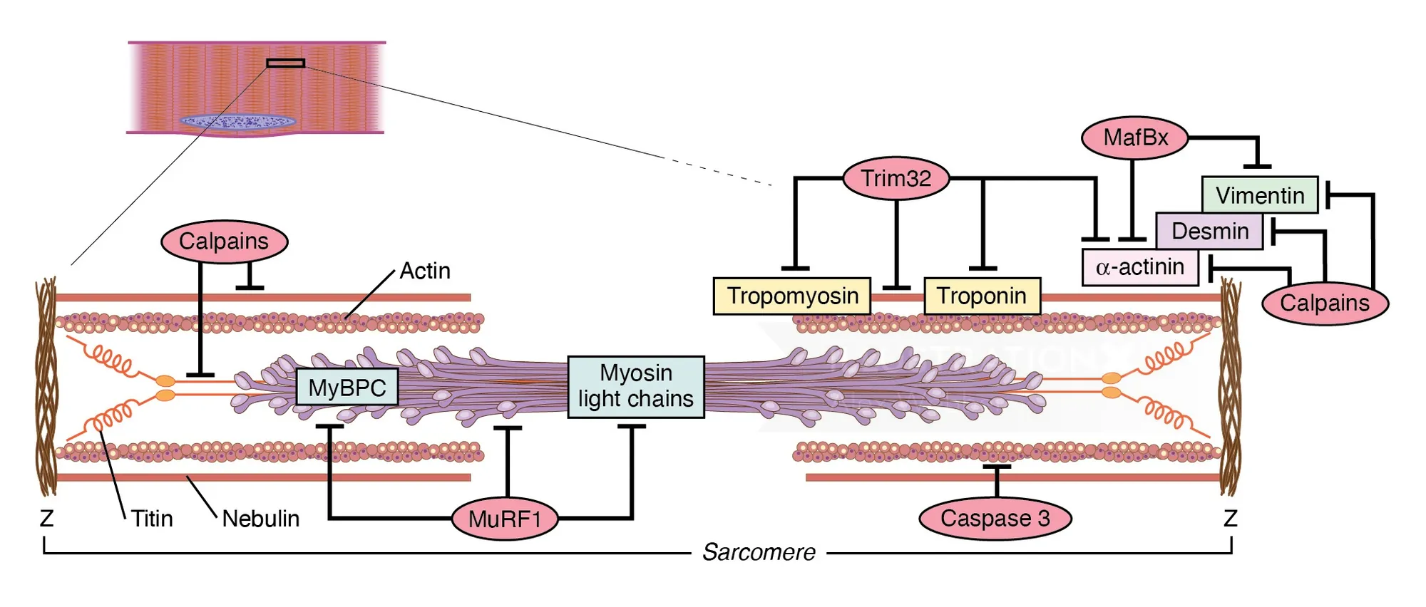 Diagram of myofibril structure with proteins labeled including actin, myosin, tropomyosin, by Alex W