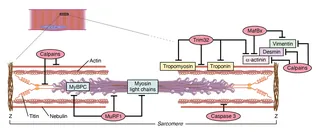 Diagram of myofibril structure with proteins labeled including actin, myosin, tropomyosin, by Alex W