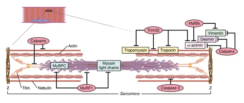 Diagram of myofibril structure with proteins labeled including actin, myosin, tropomyosin, by Alex W