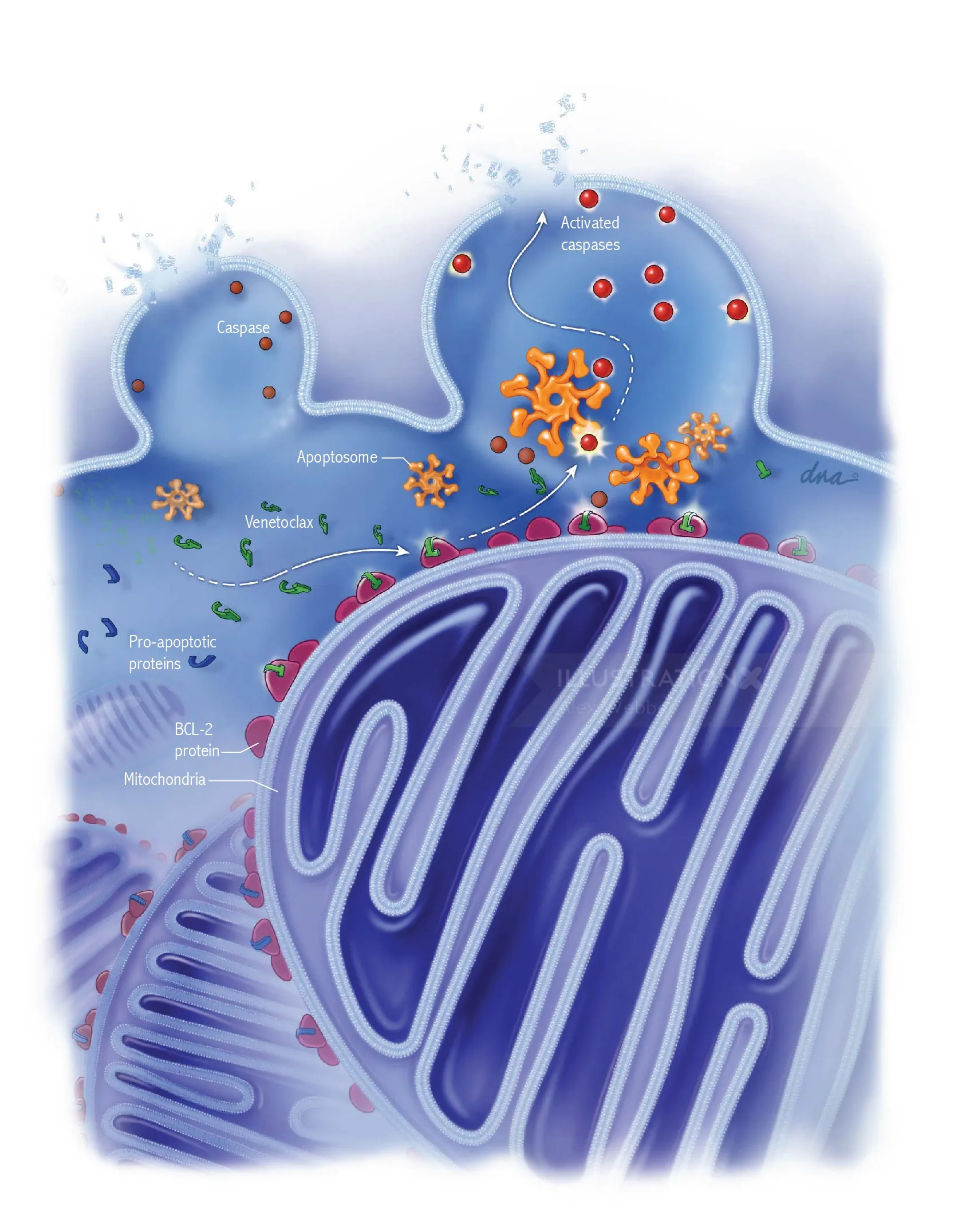 Protein synthesis diagram highlighting ribosomes and mitochondria