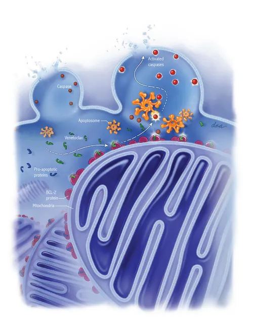 Protein synthesis diagram highlighting ribosomes and mitochondria