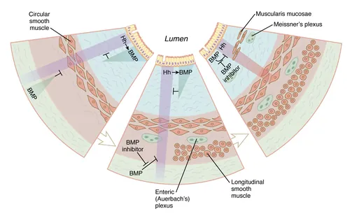 Showing intestinal wall anatomy including smooth muscle and plexuses