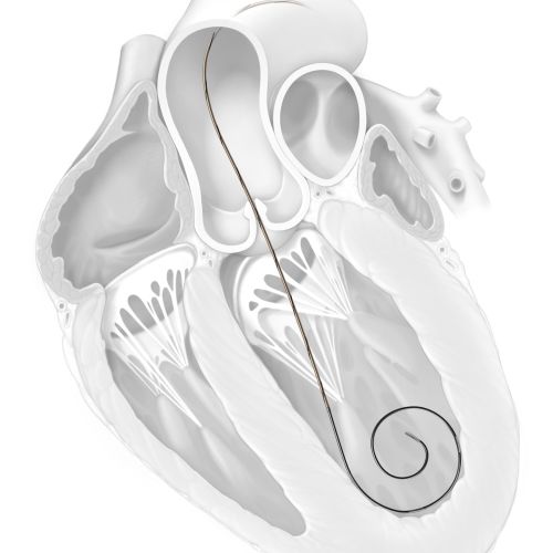 Cross-section of the human heart anatomy by Alex Webber
