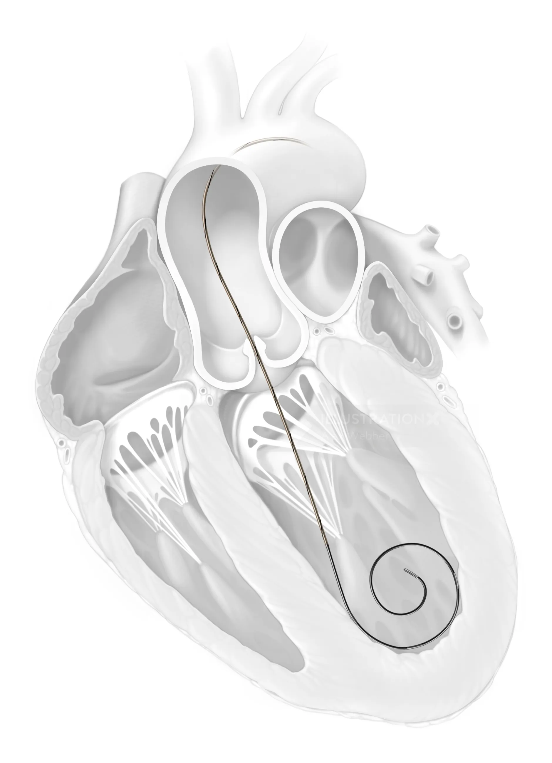 Cross-section of the human heart anatomy by Alex Webber
