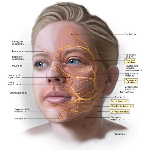 Alex Webber Medical illustrator. USA