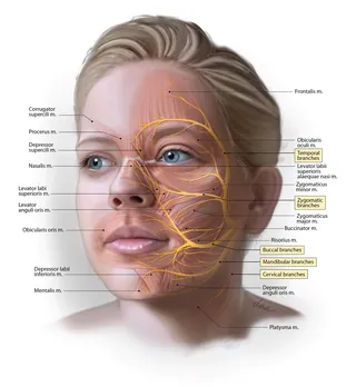 3D face anatomy showing facial nerve branches, labeled diagram by Alex Webber