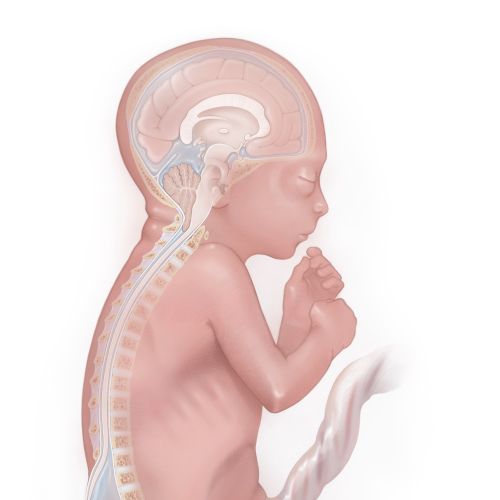 Fetal nervous system and spine development illustration by Alex Webber