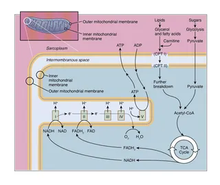 Detailed mitochondrial structure and metabolic pathway diagram by Alex Webber
