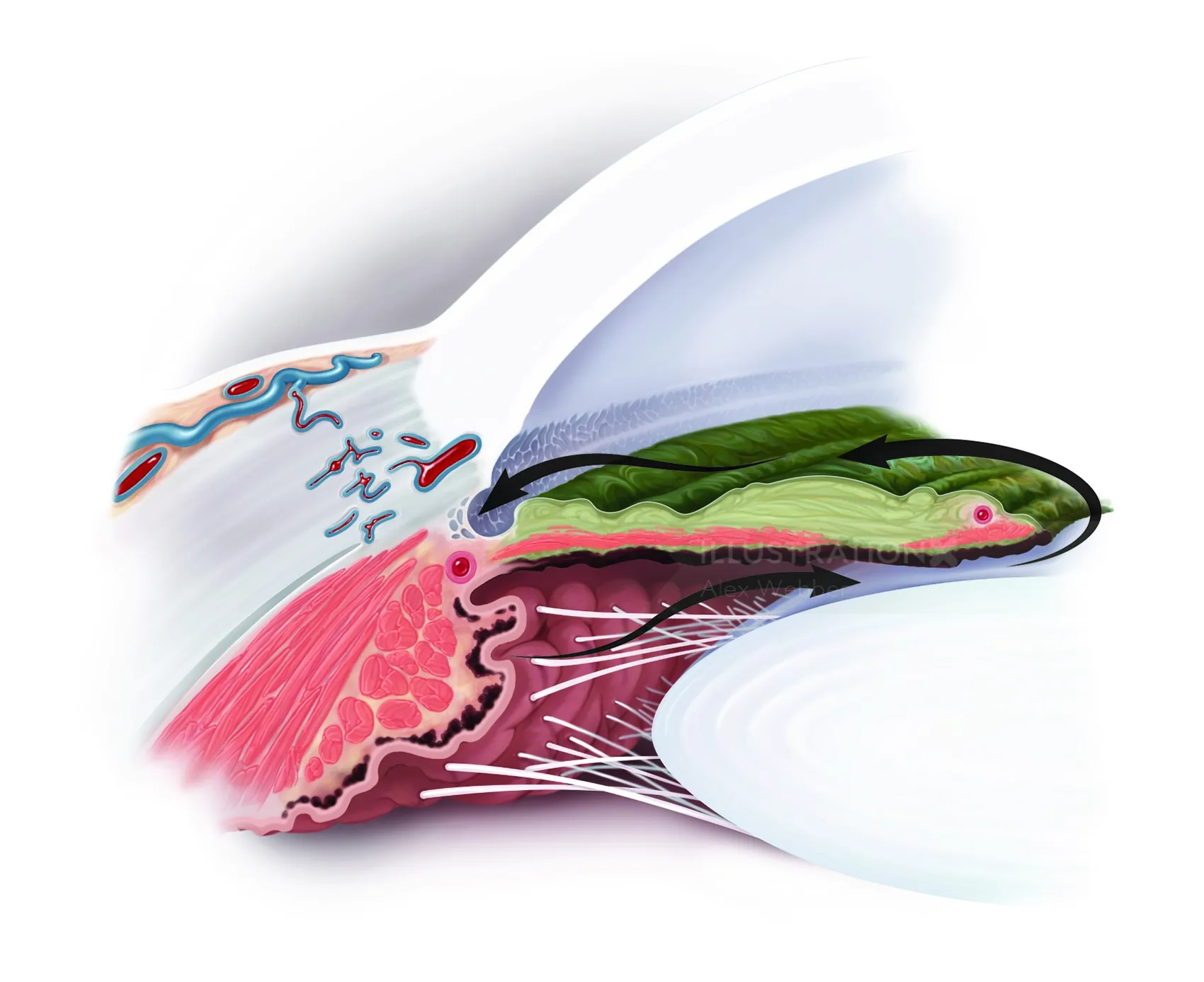 Detailed anatomical cross-section of the human tongue by Alex Webber