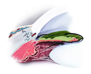 Detailed anatomical cross-section of the human tongue by Alex Webber