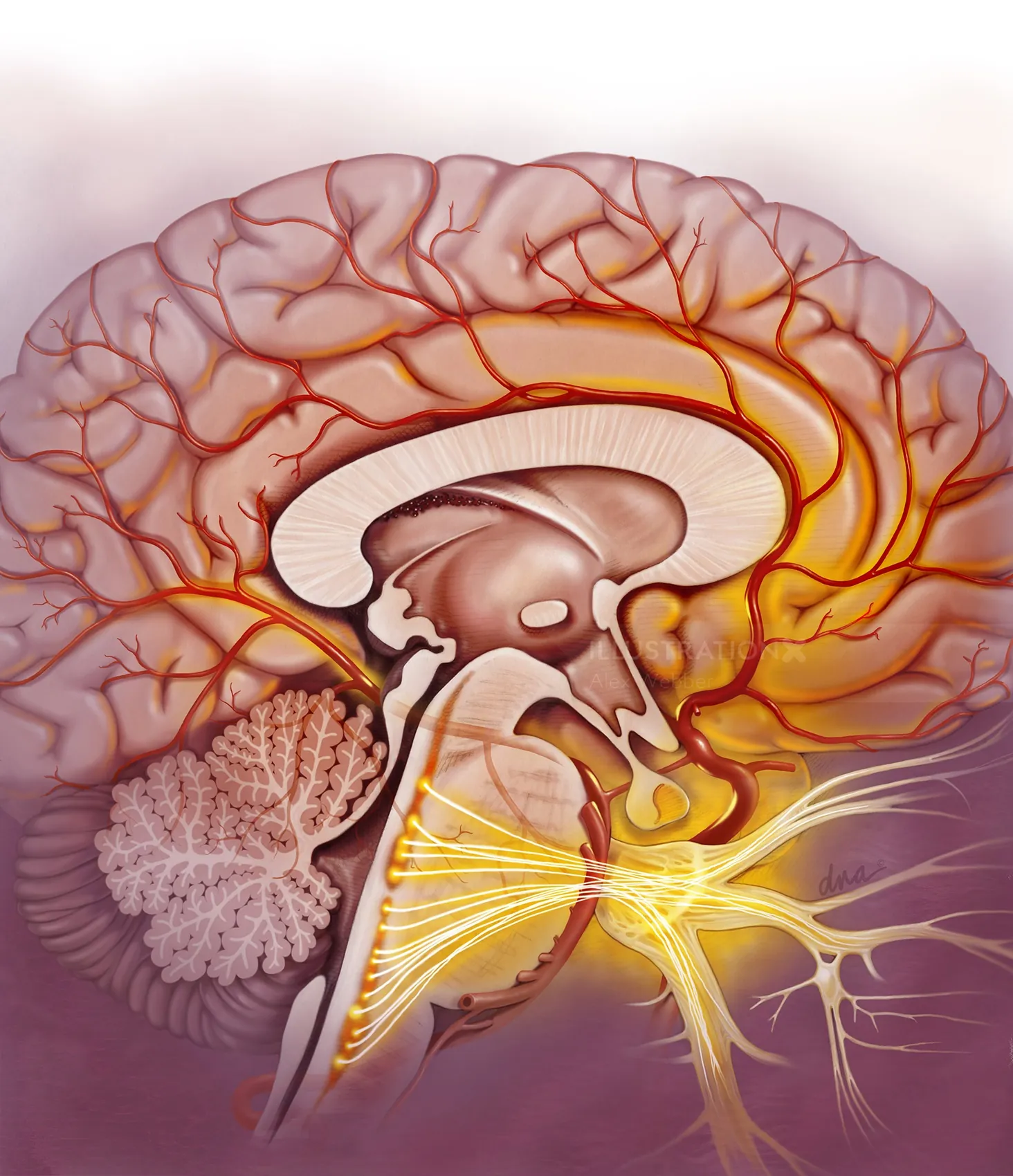 Detailed human brain and nervous system illustration by Alex Webber
