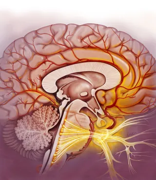 Detailed human brain and nervous system illustration by Alex Webber
