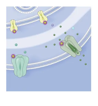 Illustration of molecular channels in a cellular membrane by Alex Webber