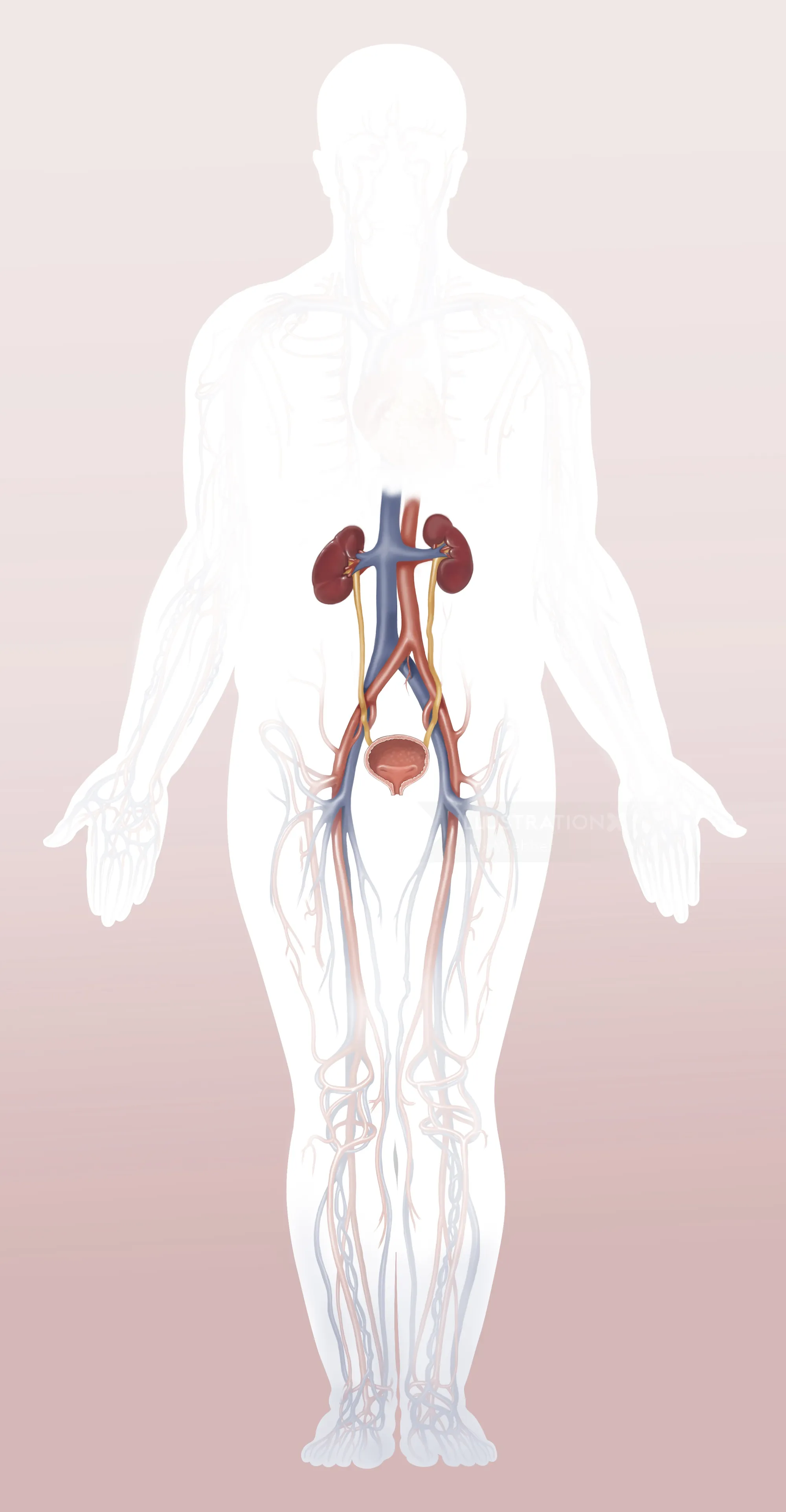 Detailed diagram of human urinary system showing kidneys, ureters, bladder by Alex Webber